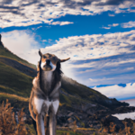 husmår bekæmpelse i Silkeborg